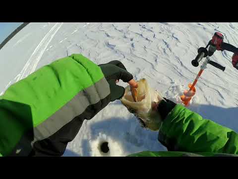 Жор судака, судак на ратлин ! zander fishing on vibes