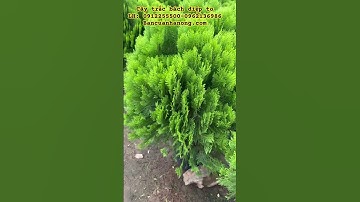 Cây trắc bách diệp to- cây ưa nắng dễ chăm bancuanhanong.com #caycongtrinh #caytracbachdiep