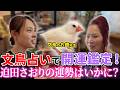 的中しすぎて絶句…文鳥占い師お銀先生に迫田の未来を占ってもらった。その結果は？
