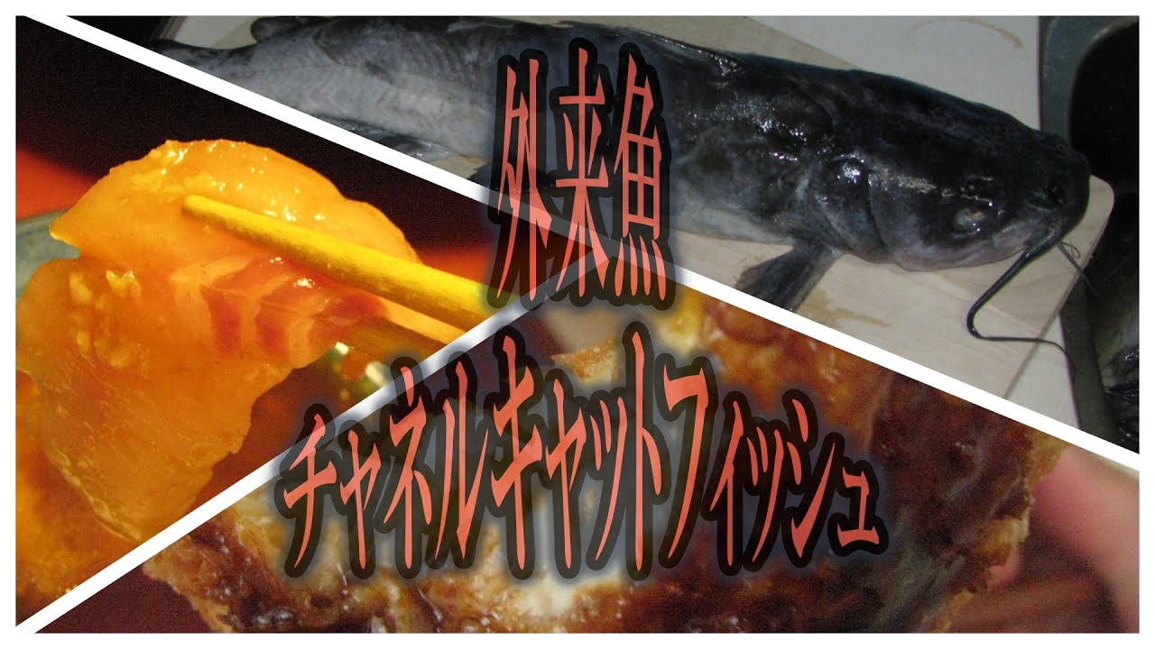 霞ヶ浦アメリカナマズ釣行 料理まとめ 11 13 Extermination Of Channel Catfish Youtube