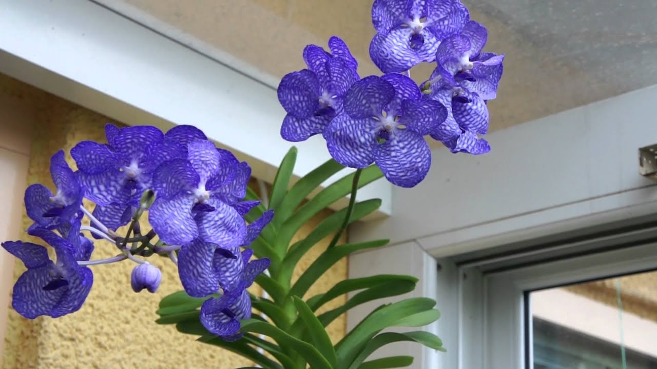 Orquídeas azules: Aprende sobre sus cuidados y mucho más