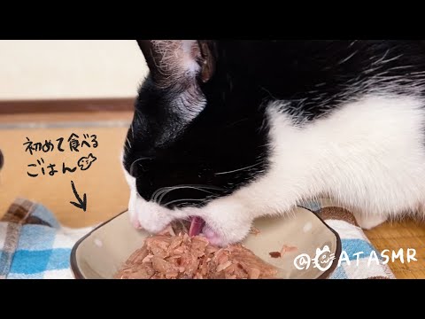 ?[咀嚼音]新しいご飯を気に入ってバクバク食べる猫?ASMR_cat eat