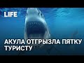 Акула откусила пятку туристу на курорте Красного моря