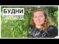 Новинки | Собираю мох | Будни цветовода | 04.07.2022г.