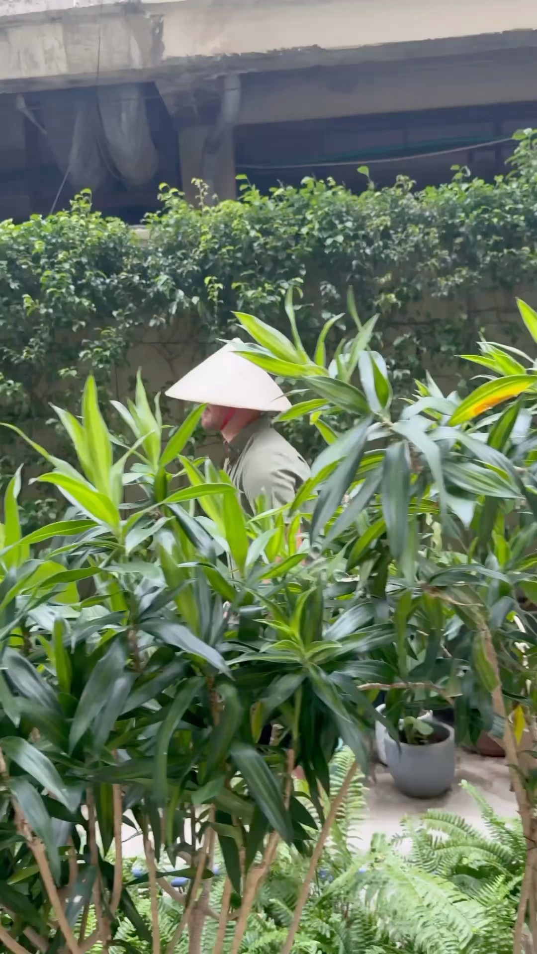 The man in the Vietnamese hat