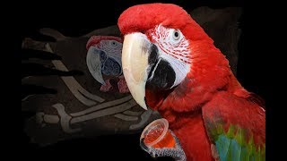 papegaaien of papegaai kopen bij papegaaien winkel Dieca