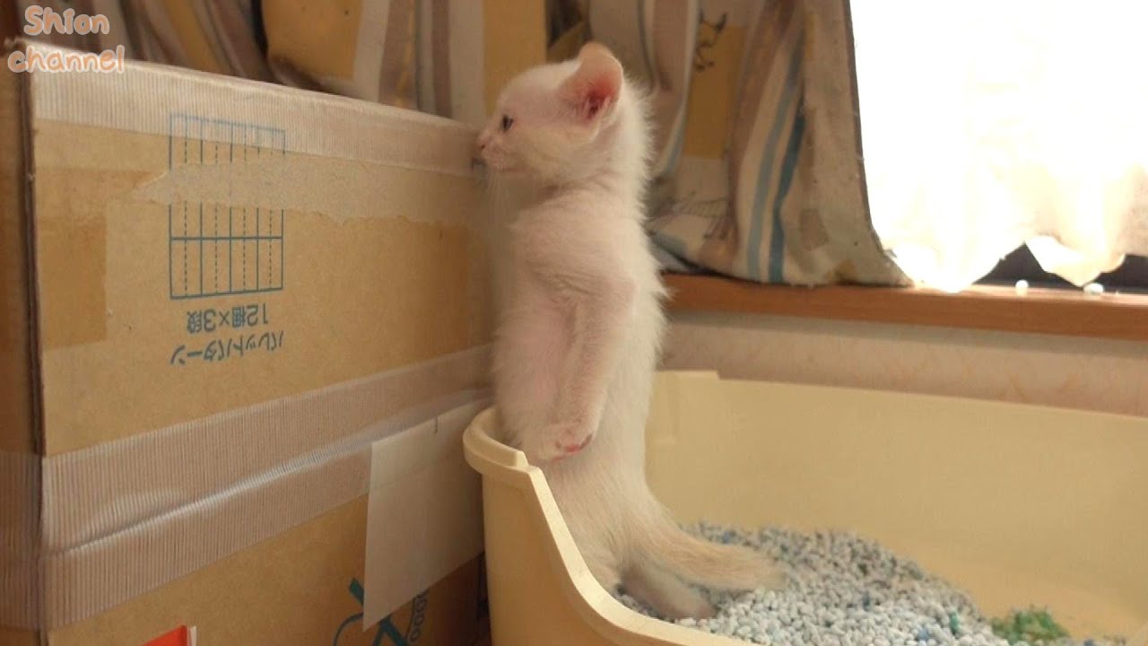 【ヴァイス】PSA10　なかなか懐かない子猫　鈴　SP　リトバス　民安ともえ ヴァイス】PSA10 なかなか懐かない子猫 鈴 SP リトバス 民安