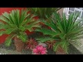 Landscape Corner Lot Design