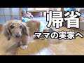 【ママの実家】犬嫌いの父の居る実家へ愛犬を連れて帰りました【カニンヘンダックスえびすの日常】