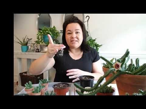 Video: Guernia Huernia - Home Care: Watering, Planting, Reproduction