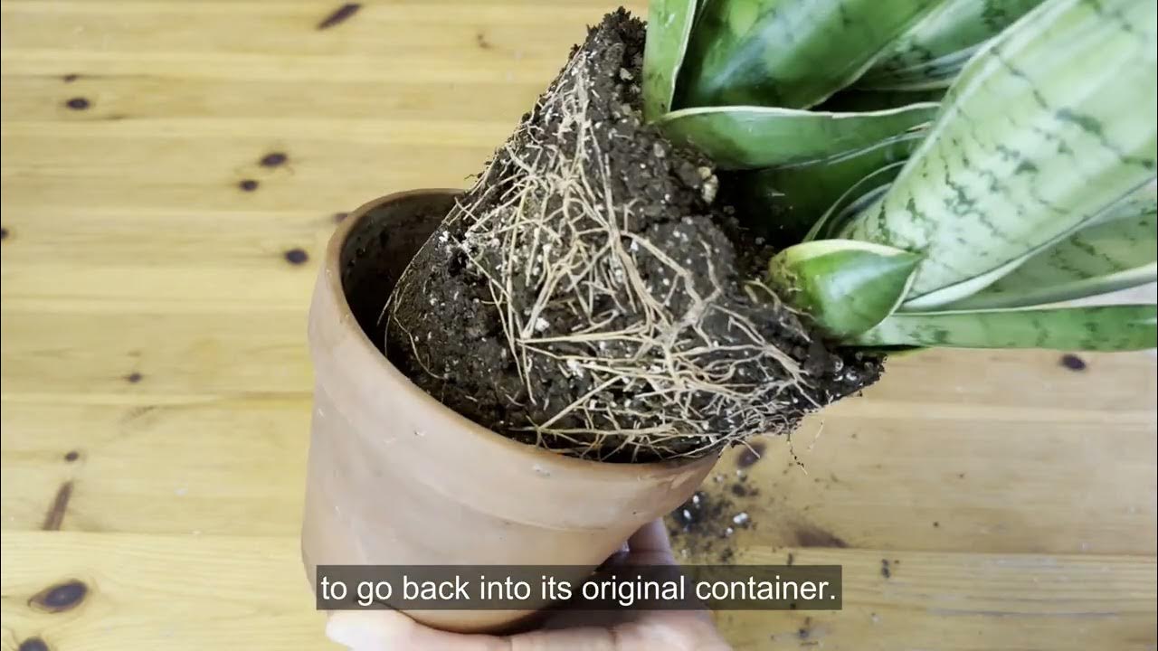 How to Repot a Snake Plant YouTube