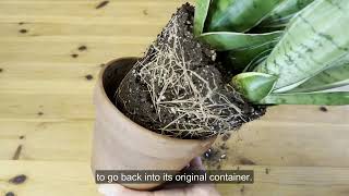 How To Repot A Snake Plant