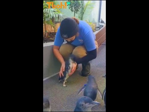 Video: ¿Puedes abrazar a un pingüino?