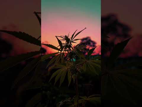 ☘️🥀