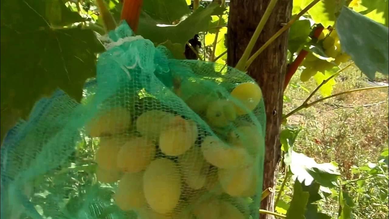 Сетка для винограда урожай. Как сохранить виноград от осы. От ос на винограде. Мешочки для винограда от ос. Защита виноградников.