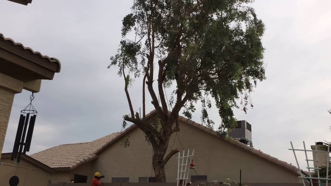 Eucalyptus Tree Removal Time Lapse - YouTube