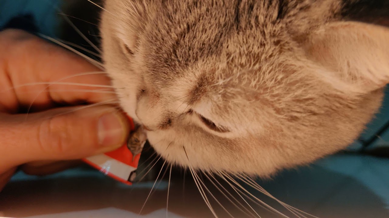 @esmaraldusbritishcattery7873 Evening snack with Lulu the graceful - eating #Premio pet snack