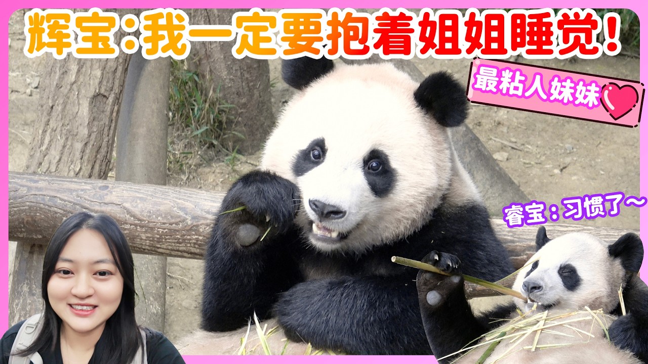 大熊猫辉宝 没错！我就是宝家族最粘人的🐼我爱姐姐妈妈🏠爱宝乐园 #大熊貓 #輝寶#睿寶 #愛寶樂園#樂寶#愛寶#福寶#후이바오 #루이바오 ##姜爺爺#panda #宋爺爺#huibao #lebao