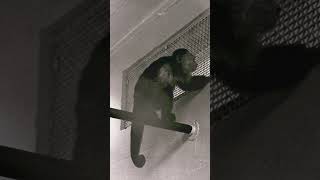 Eugene's forgotten zoos plagued by tragedy from the beginning