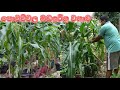 බඩ ඉරිගු වගාව Cultivation of maize in pots badairigu wagawa bada irigu wagawa