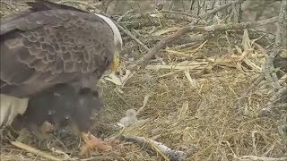 Decorah eagle babies