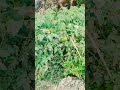 समझे sag,sscribe plees #viral#youtubeshorts#trending#shortsfeed#subscrib