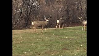 Deer out our apartment  windows by Stim Racing Trailer and Travels 36 views 5 years ago 2 minutes, 11 seconds