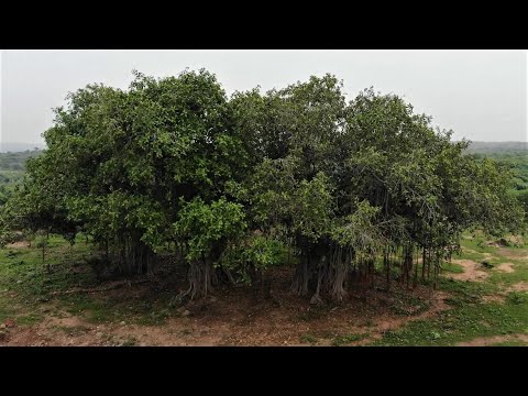 Video: Banyan: a grove tree and a symbol of India