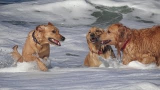 The Beacon House Inn-Pet Friendly Vacation Cottages