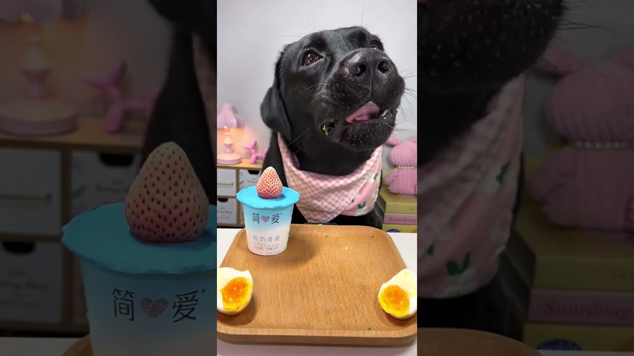 Cachorro comendo #dogshorts #doglife #dogsfood