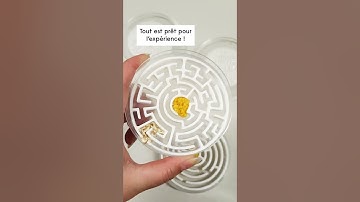 🟡 Le Journal du blob - Le labyrinthe