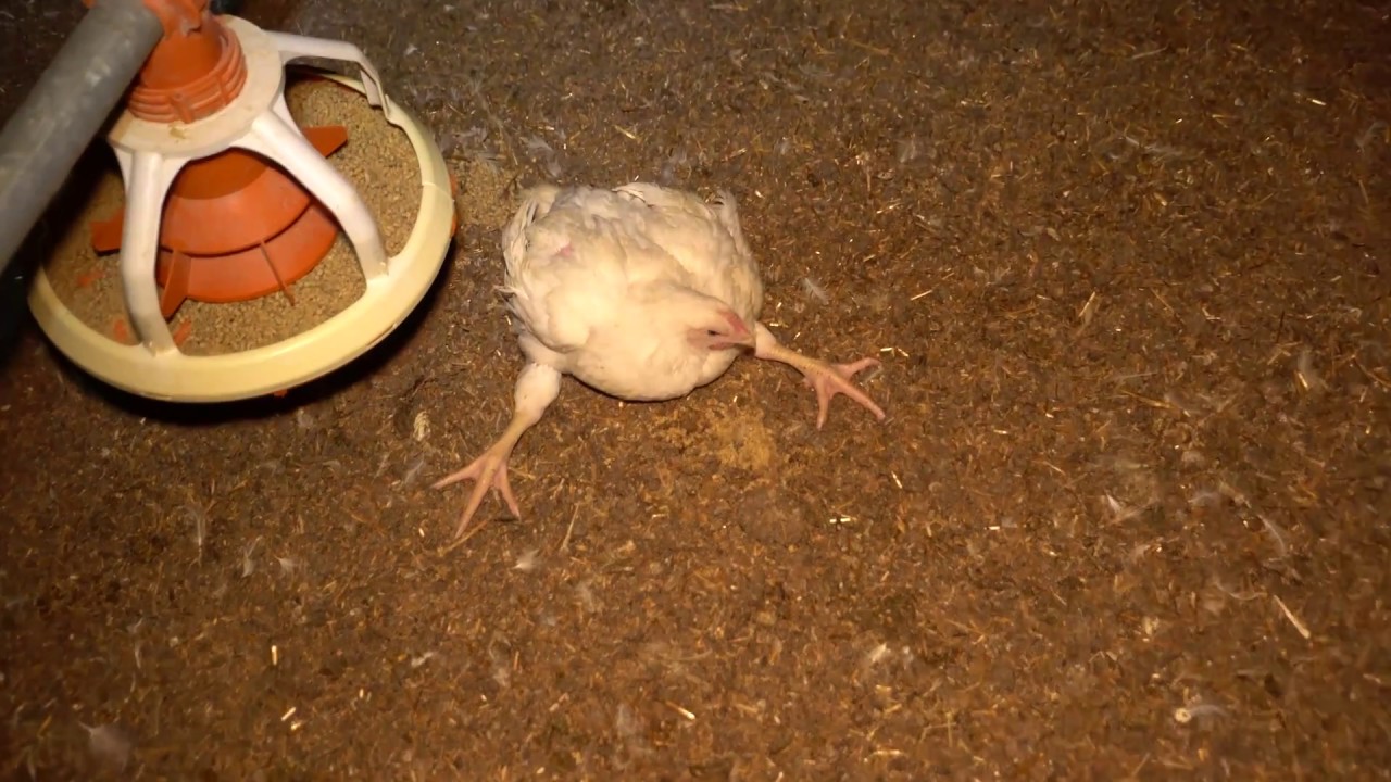 Raw Footage of Free Range Chicken Farms in Australia YouTube