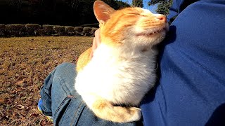 When I sat on the bench in the park, the stray cat toddled along to get snuggled