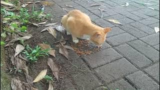 KUCING OREN  LAGI MAKAN