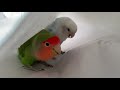 Male lovebird wooing his mate  blue and rosie