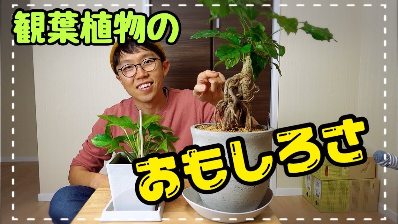 観葉植物 ポトスの巨大化 植物って面白い 園芸 Youtube