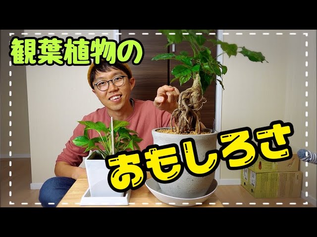 観葉植物】ポトスの巨大化⁉️植物って面白い❗️【園芸】 - YouTube