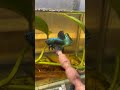 Hoang dã tahis alien green hân hạnh phục vụ ae