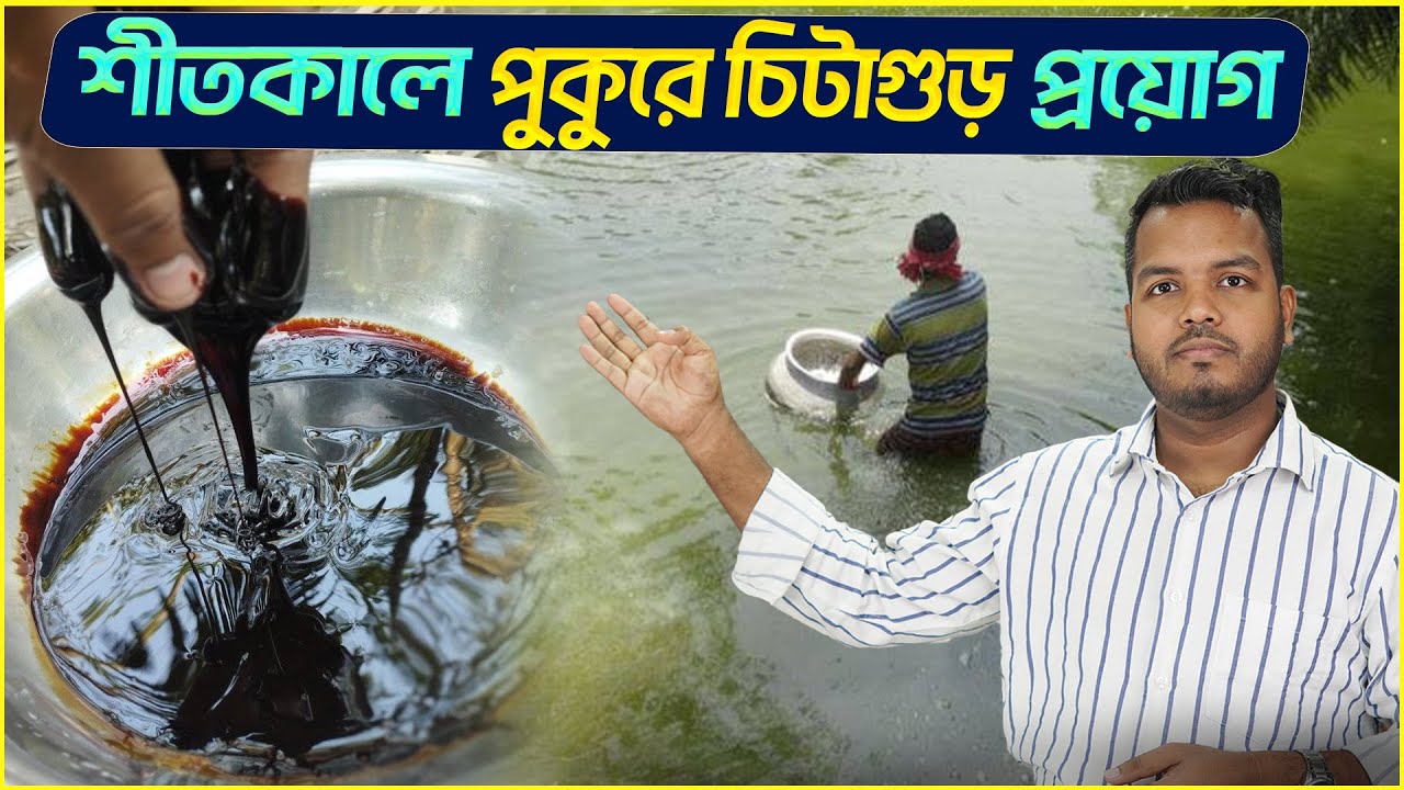 শীতকালে পুকুরে চিটাগুড় প্রয়োগ || Shakib Agro || চিটাগুড় প্রয়োগে পুকুরের গ্যাস দূর করুন