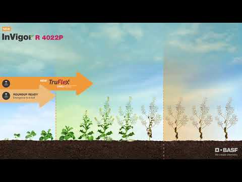 Why growers choose InVigor®  R 4022P from BASF