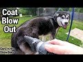 Husky Puppy First Time Grooming and Coat Blow | Do Huskies Shed?