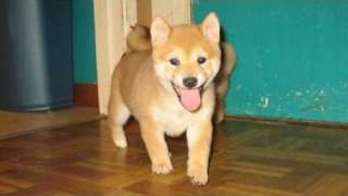 Koudo - Our Shiba Inu