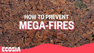 Insider Strategies to Avoid Wildfires