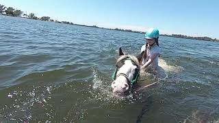 Cponies