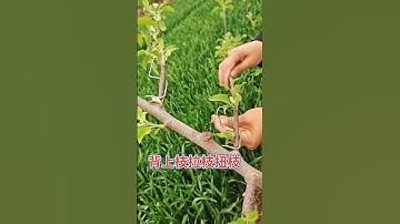 The side branches of fruit trees are pulled and shaped using a puller #fruitTree branch puller