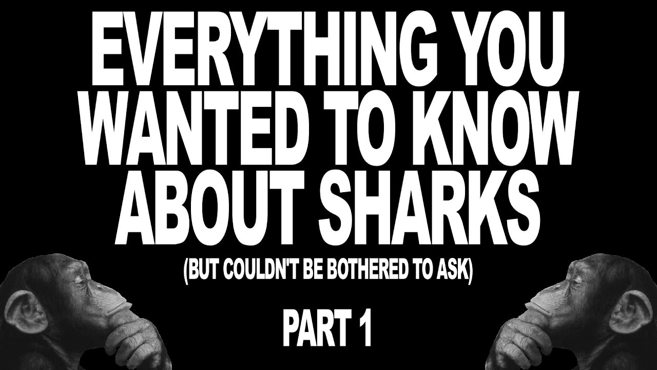 Everything You Wanted To Know About Sharks (But Couldn't Be Bothered To Ask) - Part 1