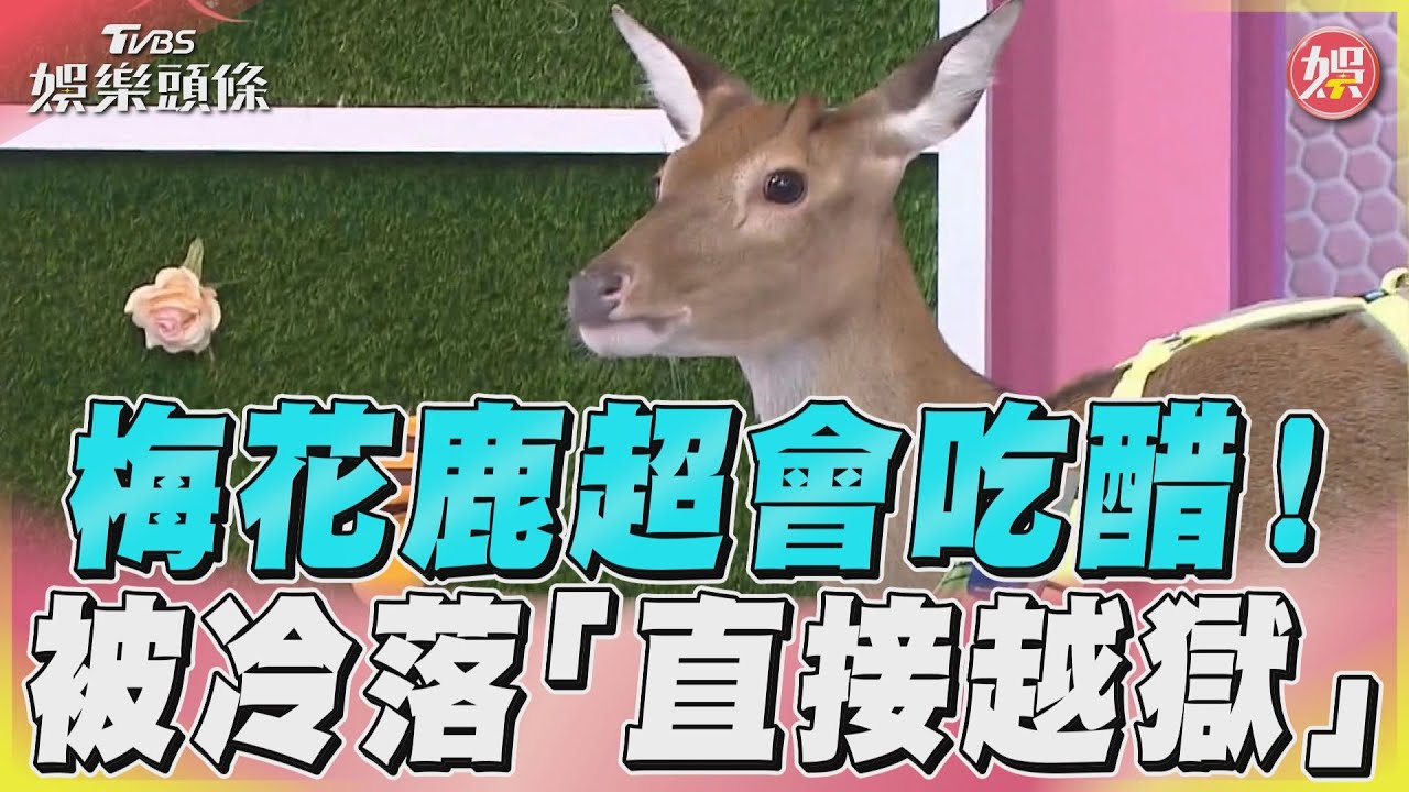 毛孩是「梅花鹿」超會吃醋　沒被帶出門竟從2樓跳出去！｜TVBS新聞