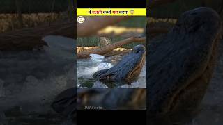 Never Pull A Frozen Crocodile Out Of The Ice 🤯