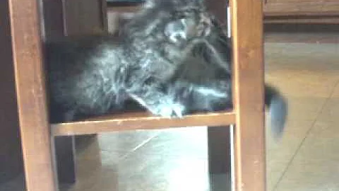 Watch the video about Cartier Siberian Kittens Litter C9