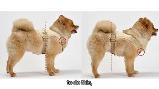 PETCIOUS harness instruction (How to choose small dog harness?)